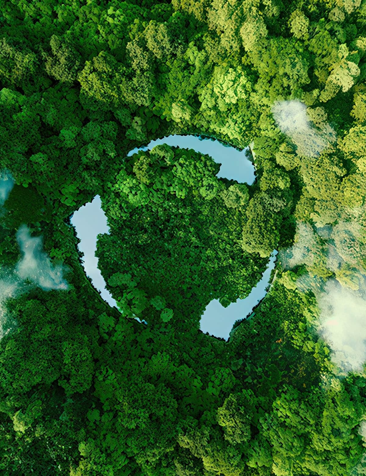 Aerial view of a dense forest canopy