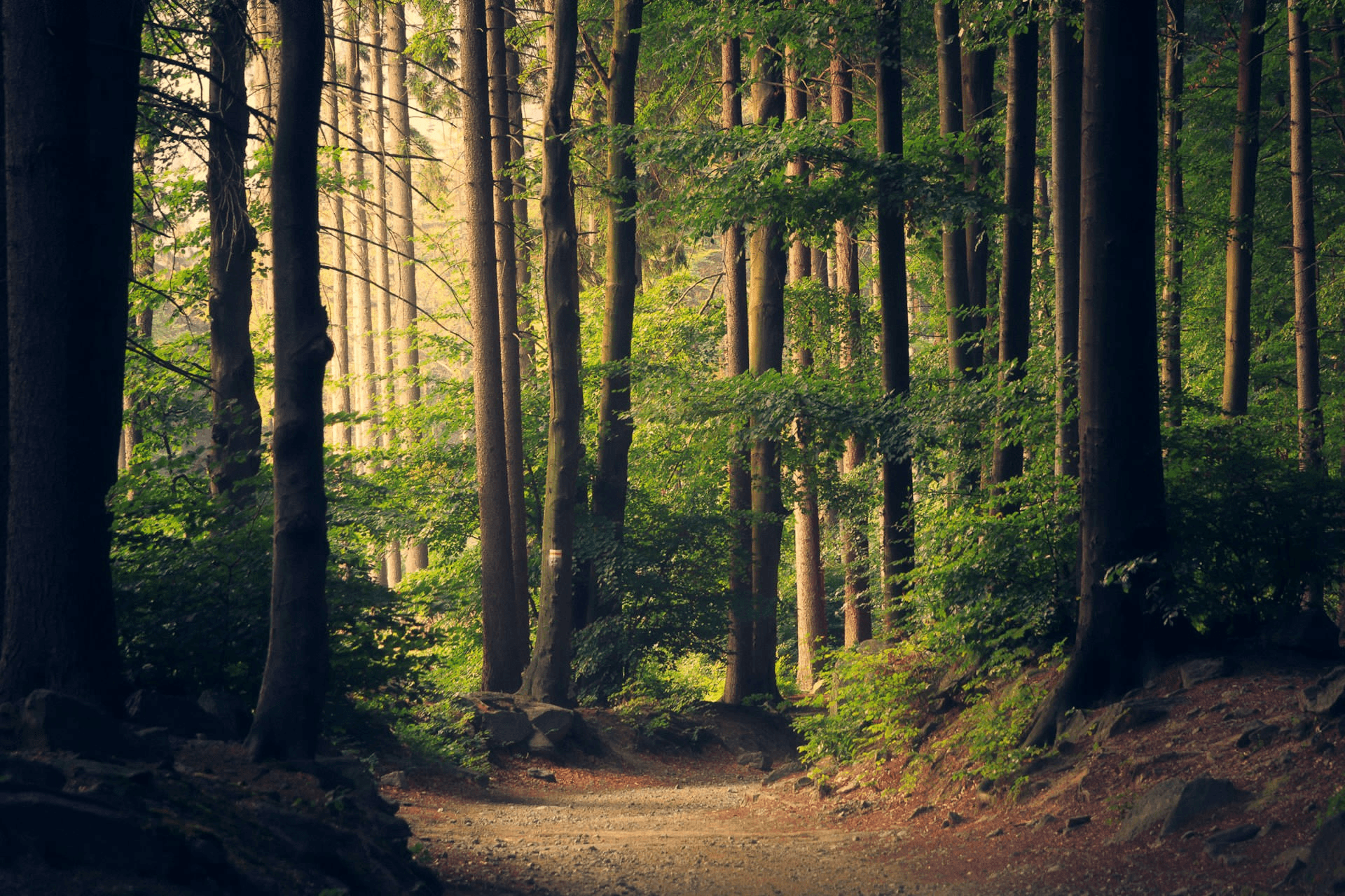 Green forest canopy representing Vantaro Terra sustainability
